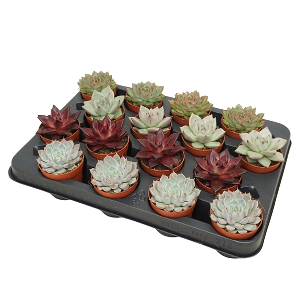Echeveria Mix