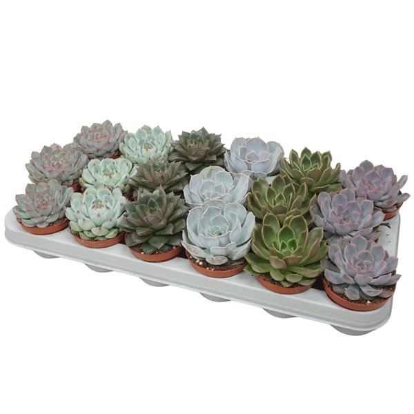 Echeveria Mix