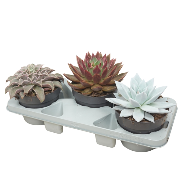 Echeveria Mix