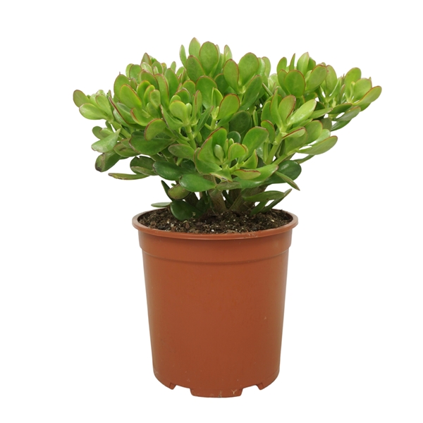 Crassula Ovata Portulaca