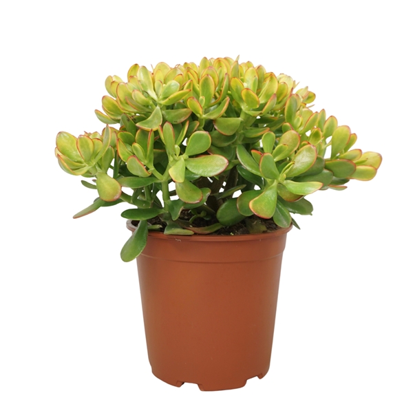 Crassula Ovata Sunset