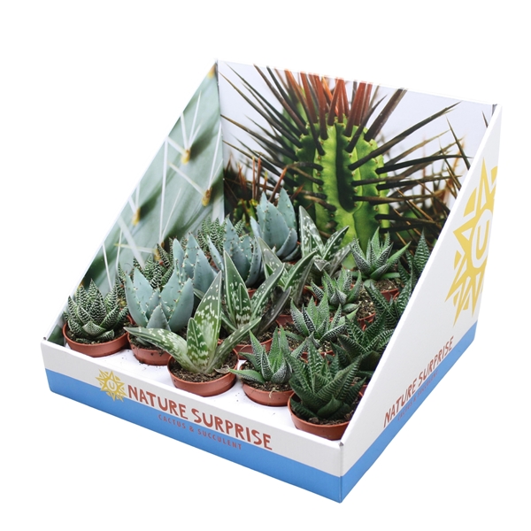 Aloë Haworthia Mix