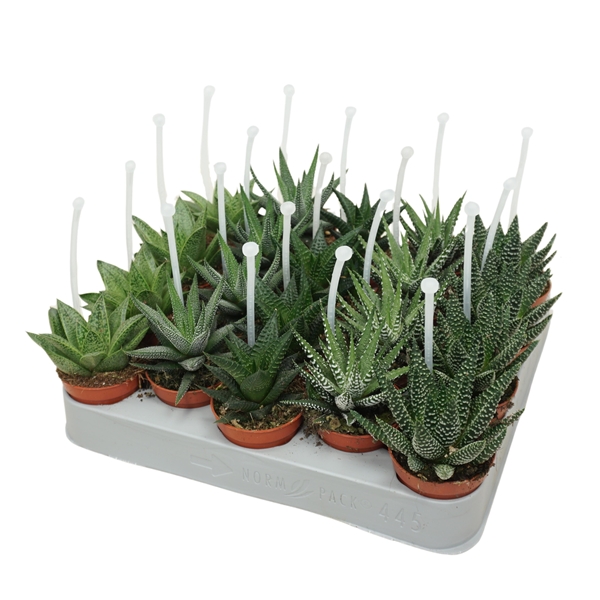 Aloë Haworthia Picker Mix