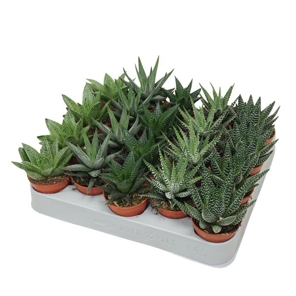 Aloe/Haworthia Mix