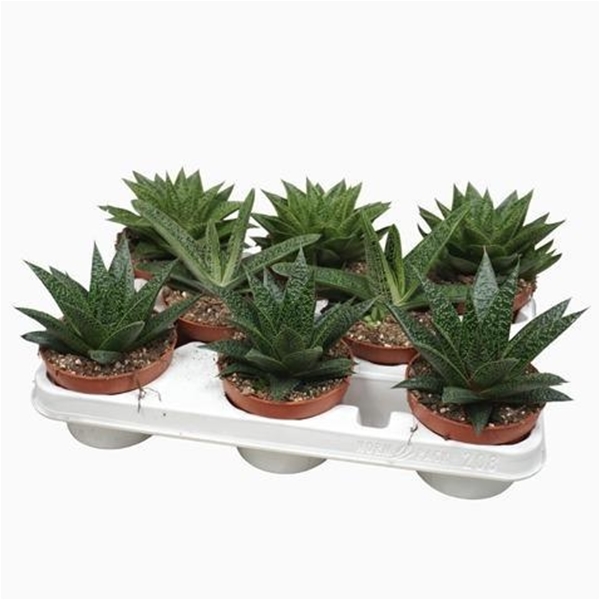 Aloë Haworthia Mix