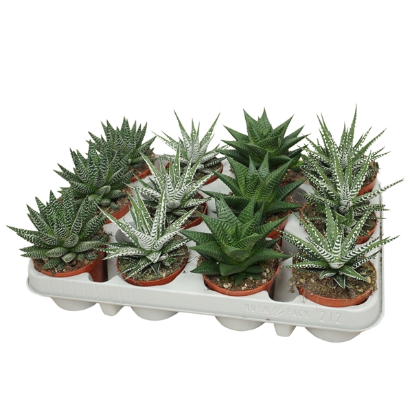 Haworthia Luxe Mix