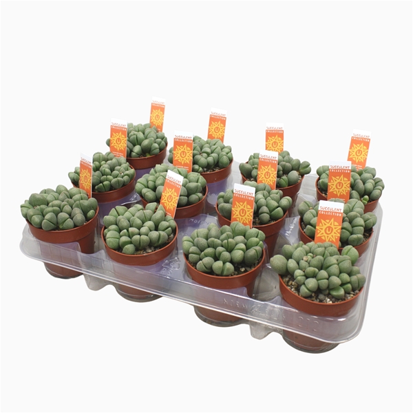 Lithops Living Stones