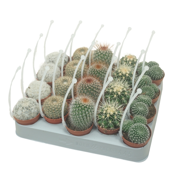 Cactus Bol Picker Mix