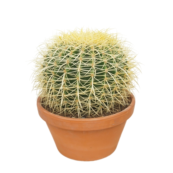Echinocactus Grusonii 