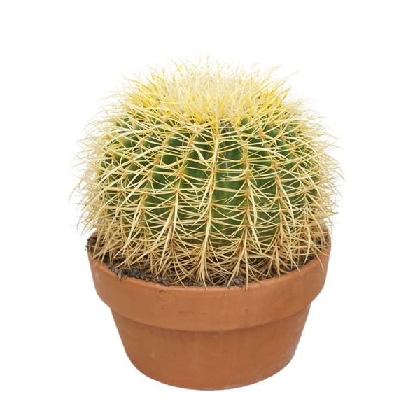 Echinocactus Grusonii