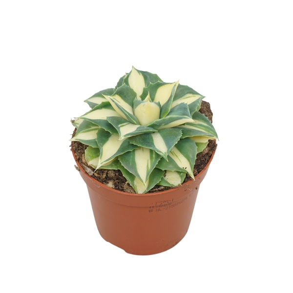 Agave Potatorum Gold 