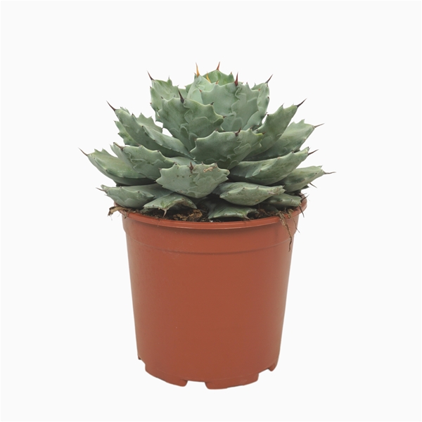 Agave Potatorum