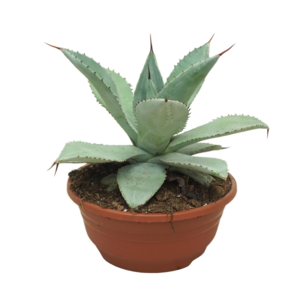 Agave Potatorum 