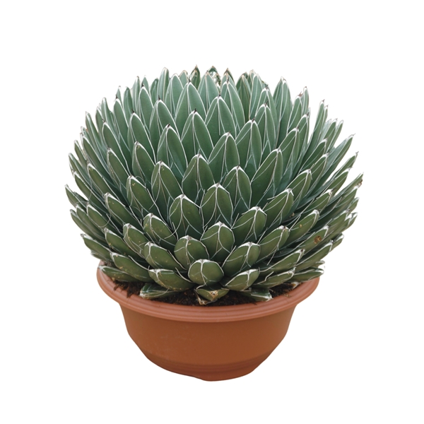 Agave Victoriae Reginae