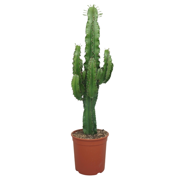 Euphorbia Abyssinica Eritrea 75-90cm