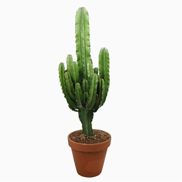 Euphorbia Abyssinica