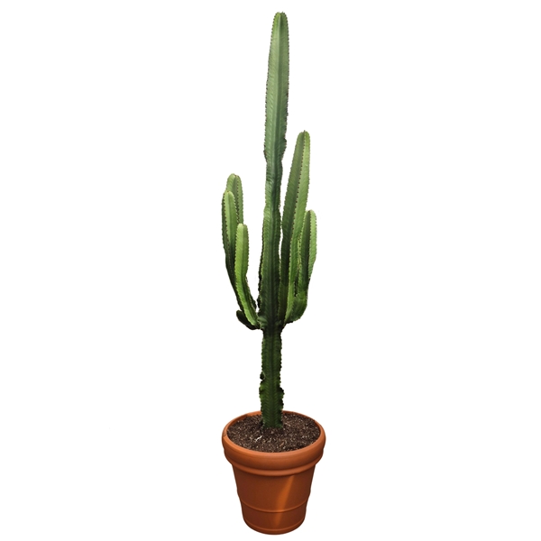 Euphorbia Eritrea