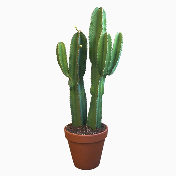 Euphorbia Ingens Keramik
