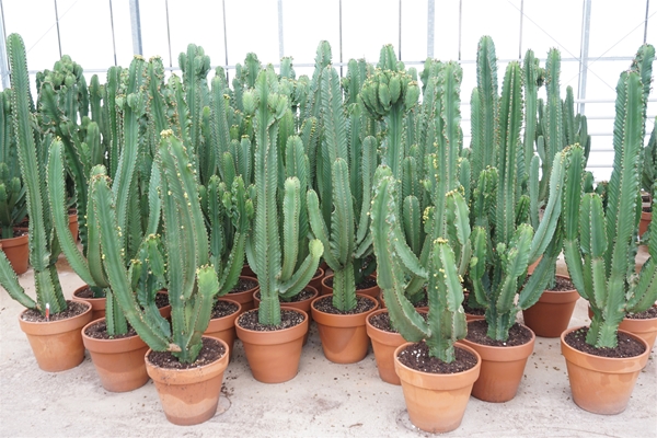Euphorbia Ingens