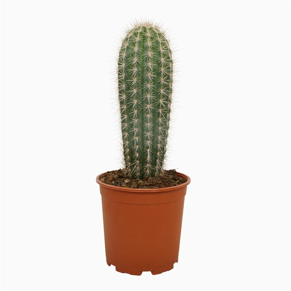 Pachycereus Pringlei 