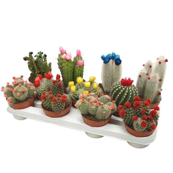 Cactus Mix Stroblumen