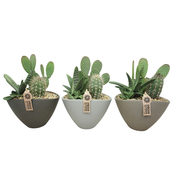 Cactus Arrangement 0944