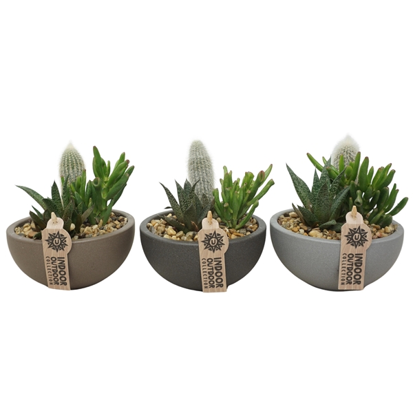 Succulent Arrangement