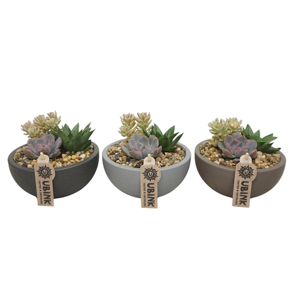 Succulent Arrangement