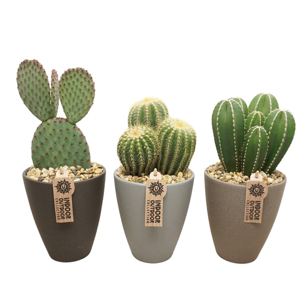 Cactus Mix Arrangement 0948