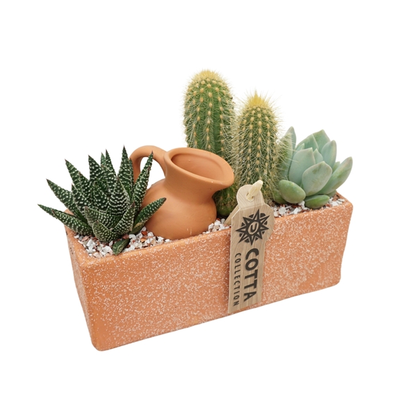 Cactus Arrangement 0973