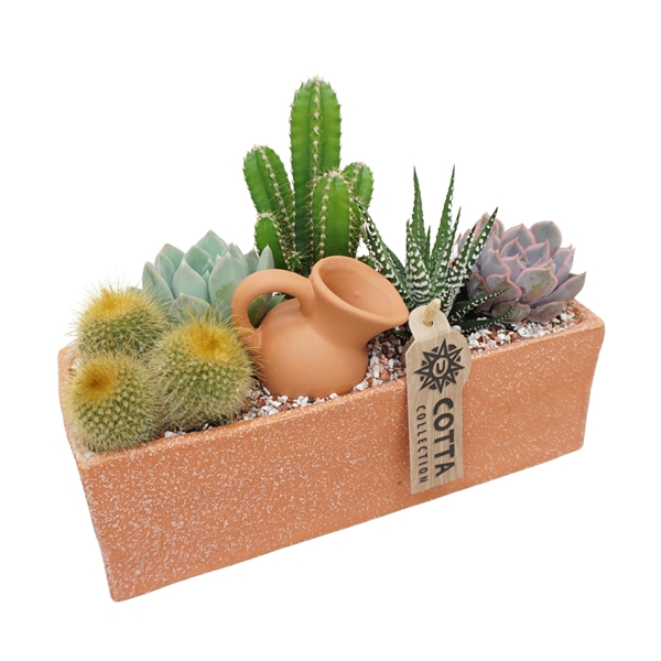Cactus Arrangement 0974
