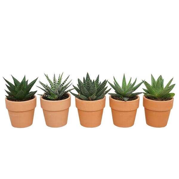 Aloë Haworthia Mix Terracotta 0981