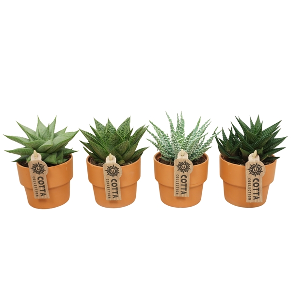 Aloë Haworthia Mix Terracotta 0983