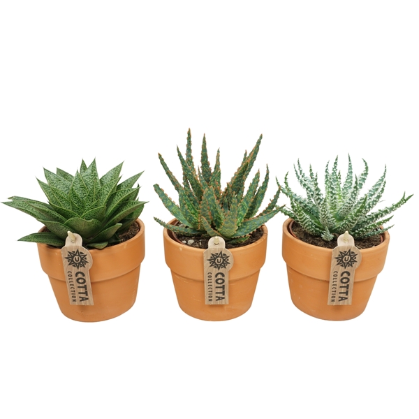 Aloë Haworthia Mix Terracotta 0984