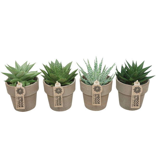 Aloë Haworthia Mix Terracotta 983