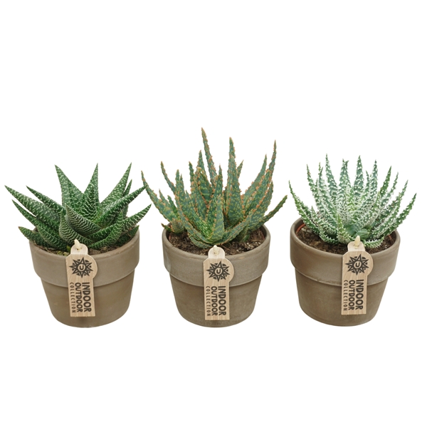 Aloë Haworthia Mix Terracotta 984
