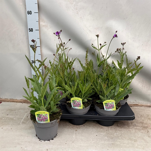 Verbena Regida