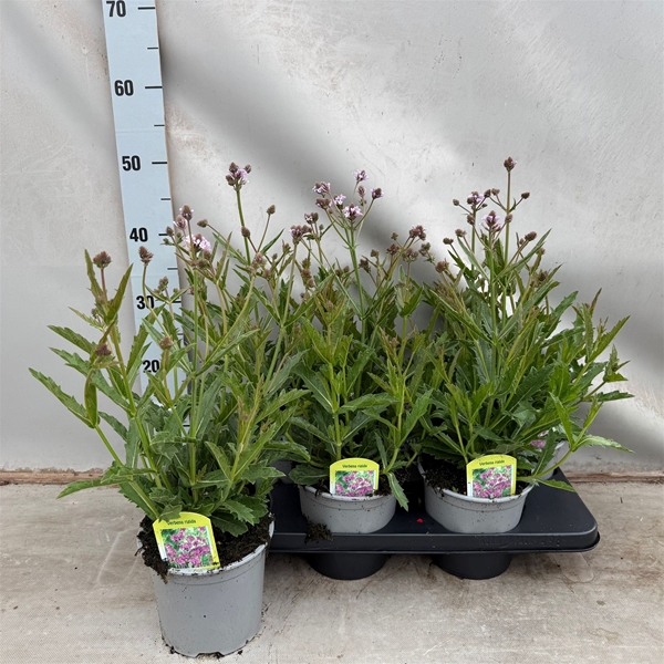 Verbena Regida