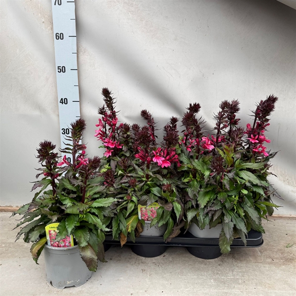 Lobelia Starship Deep Rose