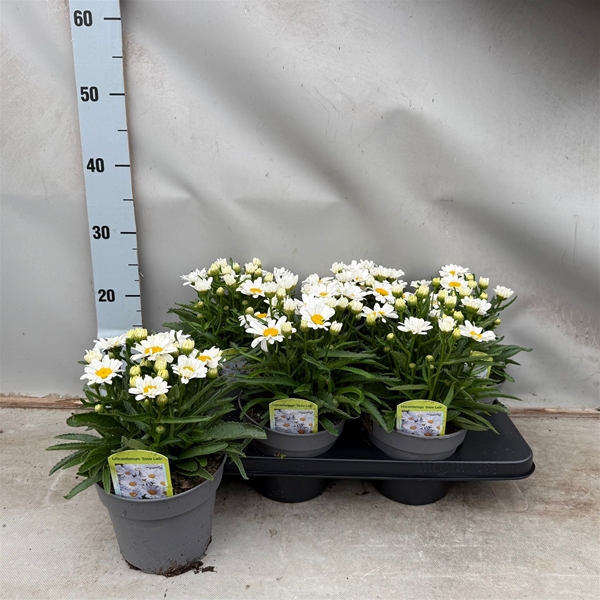Argyranthemum Snowlady