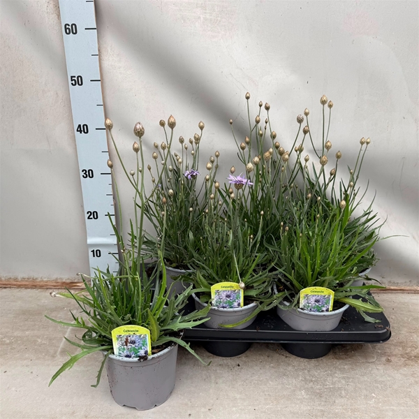 Catananche