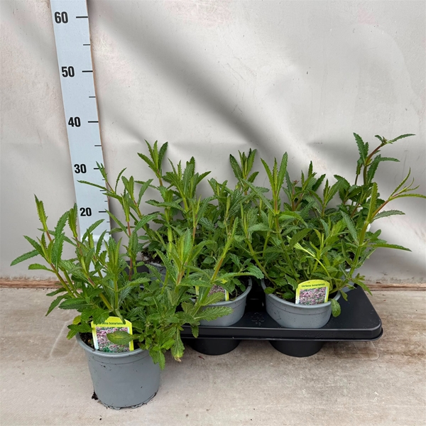 Verbena Bonariensis