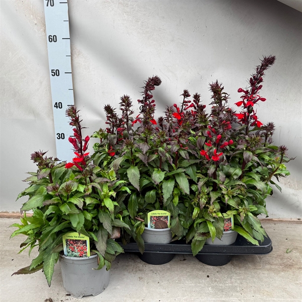 Lobelia Fan Scarlet