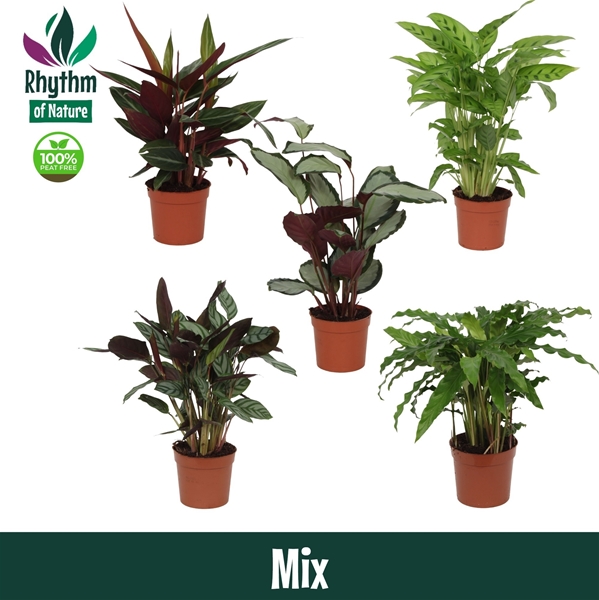 Calathea Mix