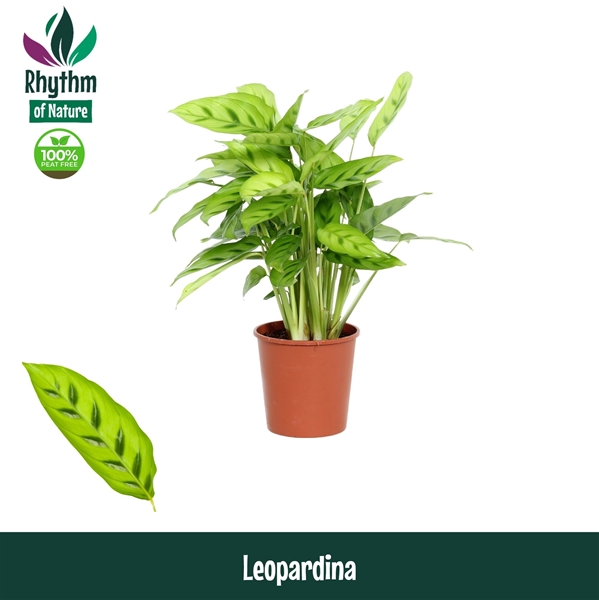 Calathea Leopardina