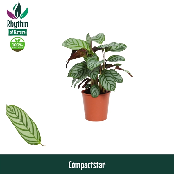 Calathea Compactstar