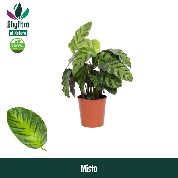 Calathea Misto