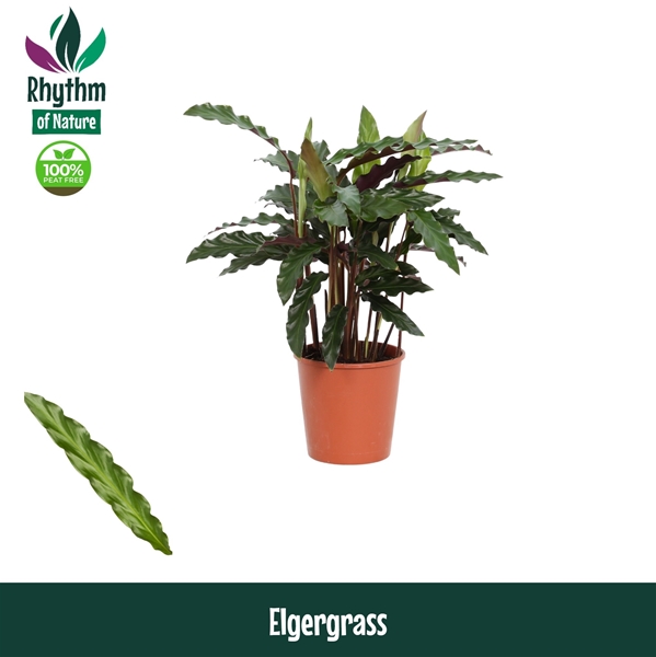 Calathea Elgergrass