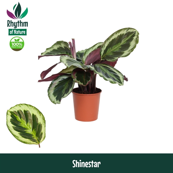Calathea Shinestar
