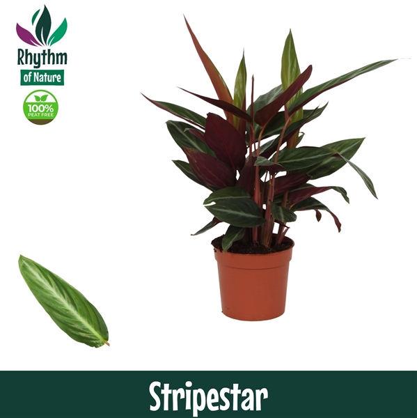 Calathea Stripestar